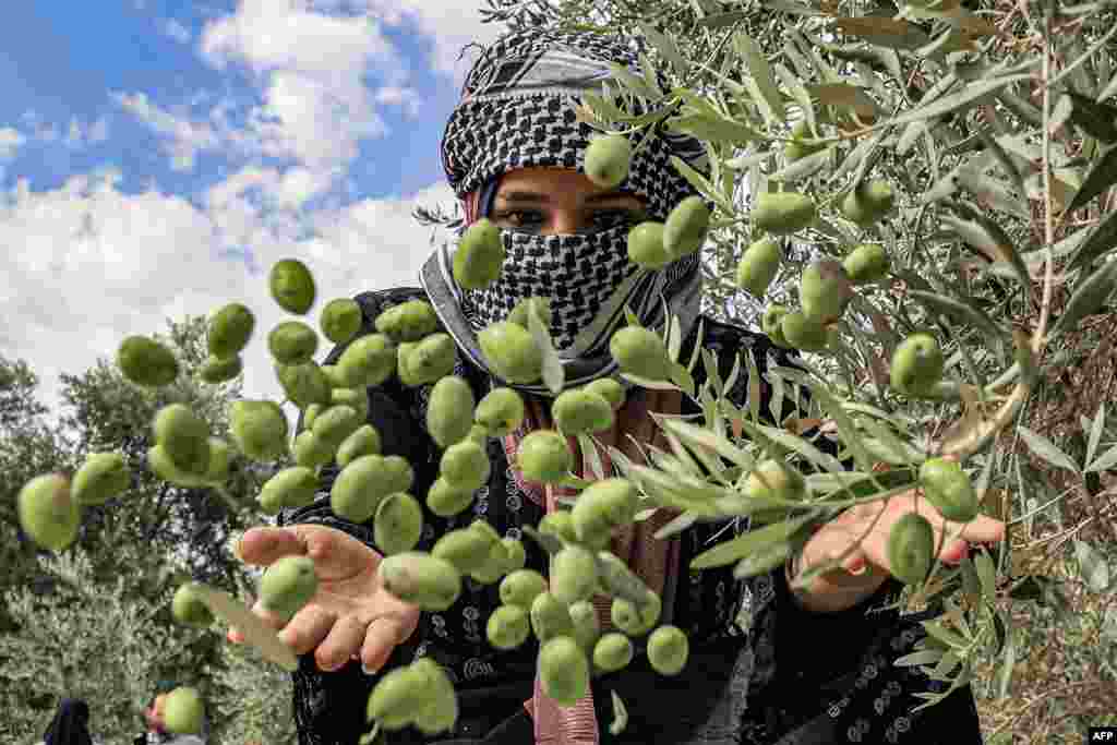 A woman throws olives into a freshly-harvested pile during the harvest season in Khan Yunis in the southern Gaza Strip.