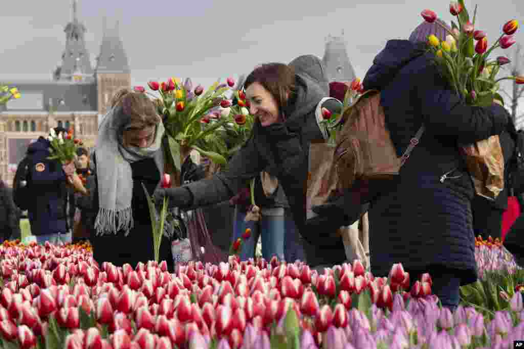 Thousands of people pick free tulips on national tulip day which marked the opening of the 2024 tulip season on Museum Square in from off the Rijksmuseum, rear, in Amsterdam, Netherlands, Jan. 20, 2024.