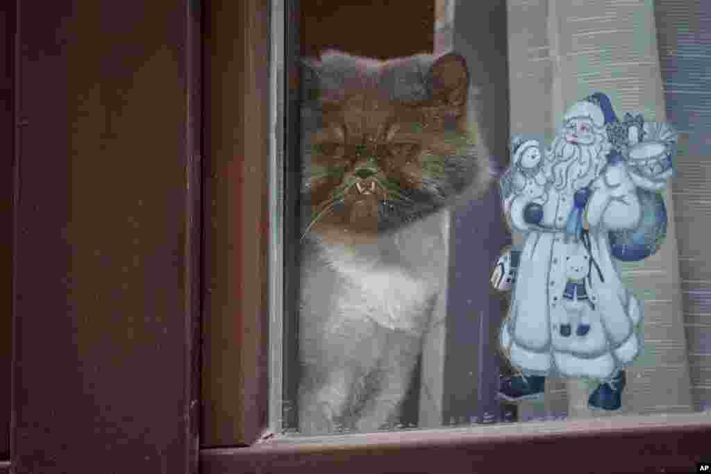 A cat sits by a window by Christmas decorations in Bucharest, Romania.