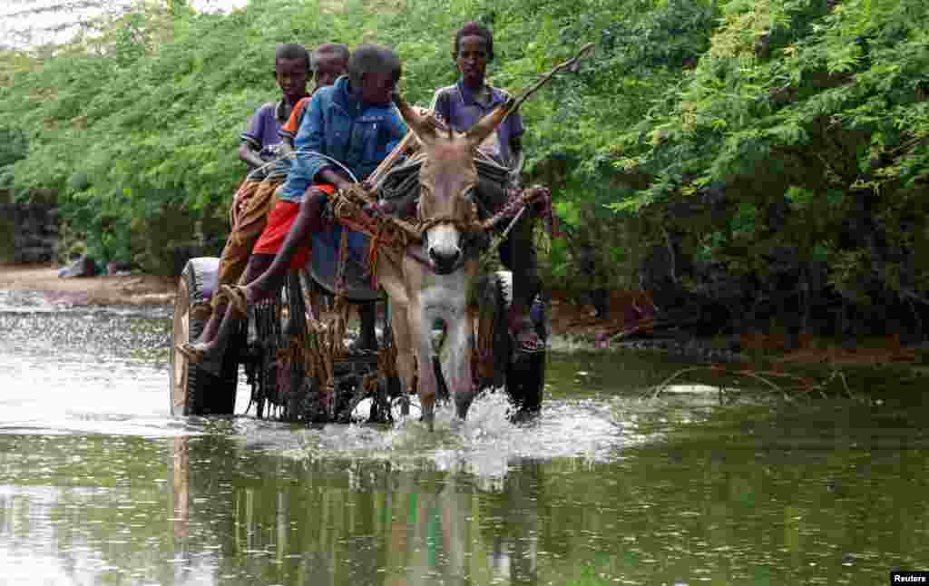 Somali children ride their donkey through flood water following heavy rains that have led the Juba river to overflow and flood large swathes of land in Dolow, Gedo region, Jubaland State of Somalia.