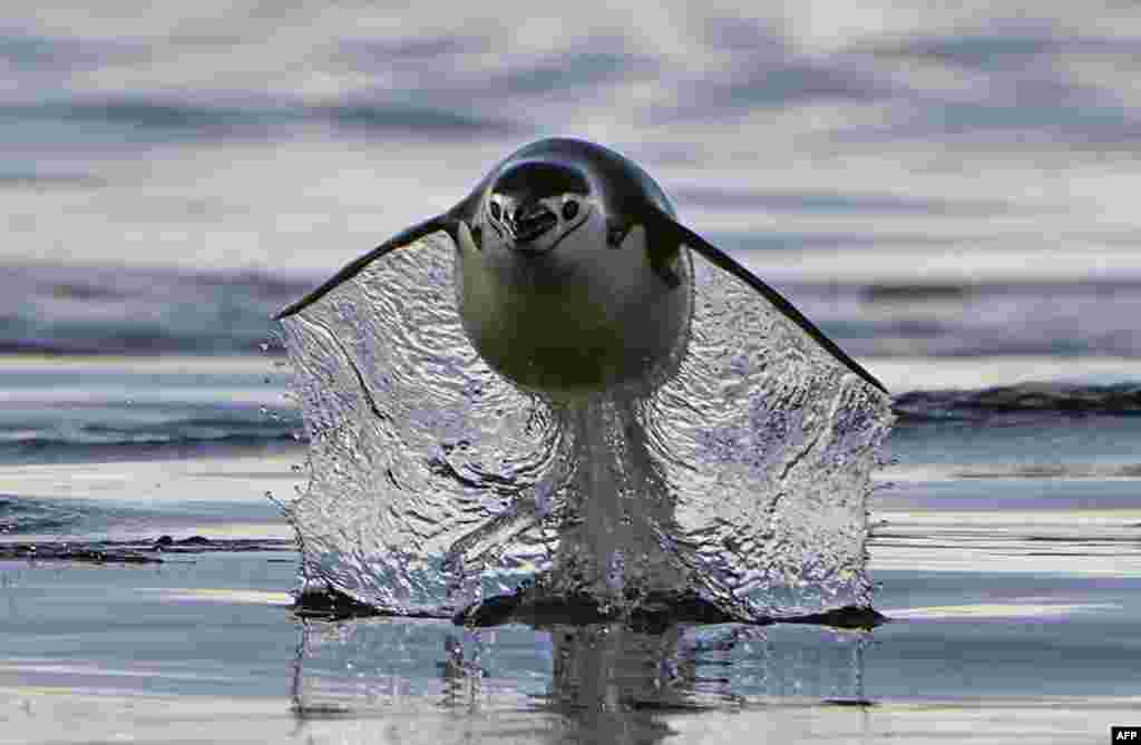 View of a chinstrap (Pygoscelis antarcticus) penguin swimming at the Gerlache Strait -which separates the Palmer Archipelago from the Antarctic Peninsula, Jan. 15, 2024.