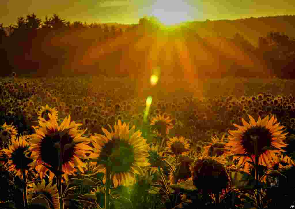 Sunflowers are in full blossom on a field in Obernhain near Frankfurt, Germany, as the sun rises.