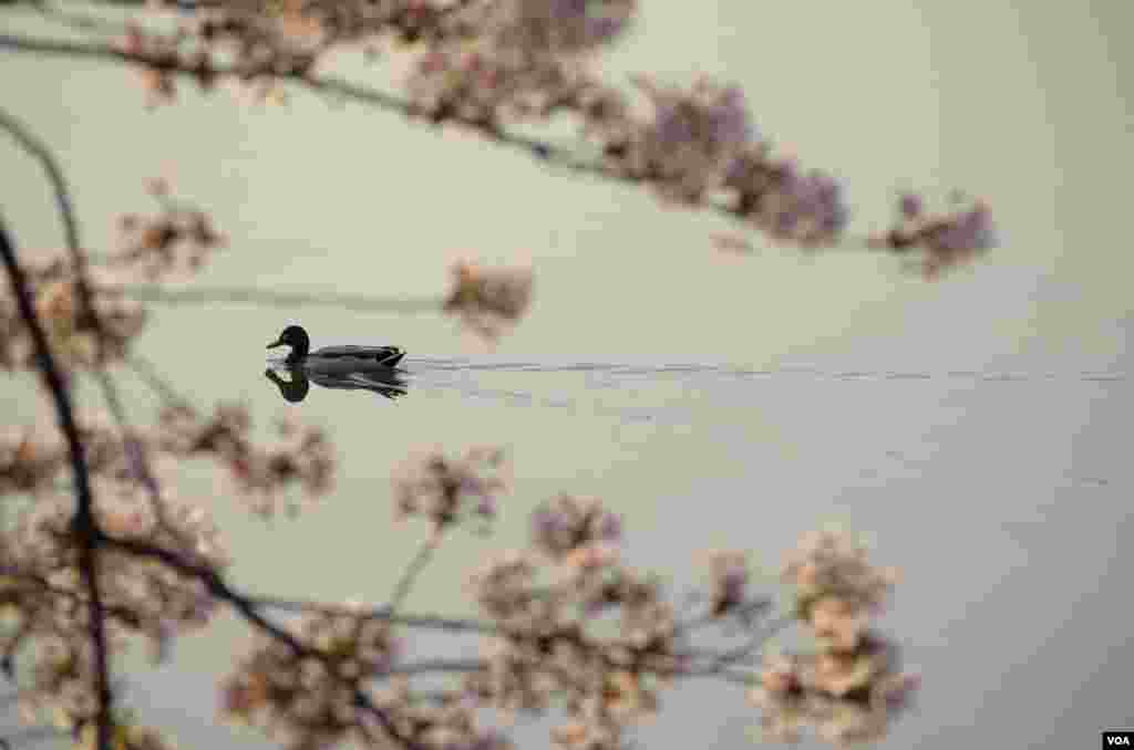 A duck paddles close to shore early morning at the Tidal Basin, Washington, DC, April 13, 2014. (Elizabeth Pfotzer/VOA)