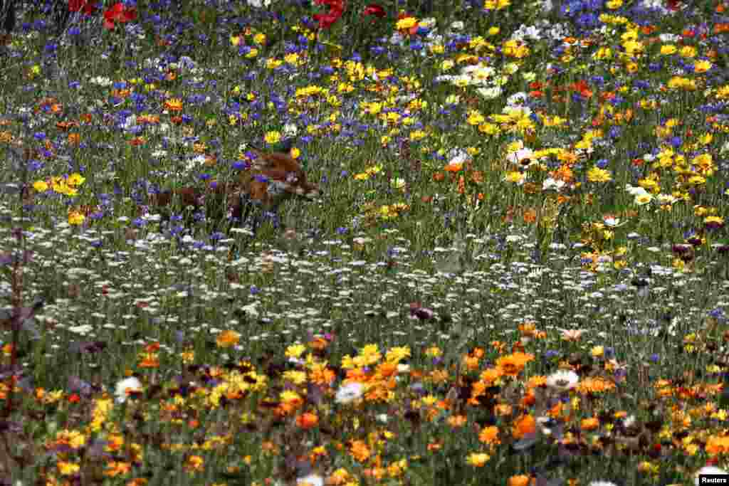 A fox sits in the flowers at the Superbloom installation at the Tower of London to celebrate Britain's Queen Elizabeth's Platinum Jubilee in London.
