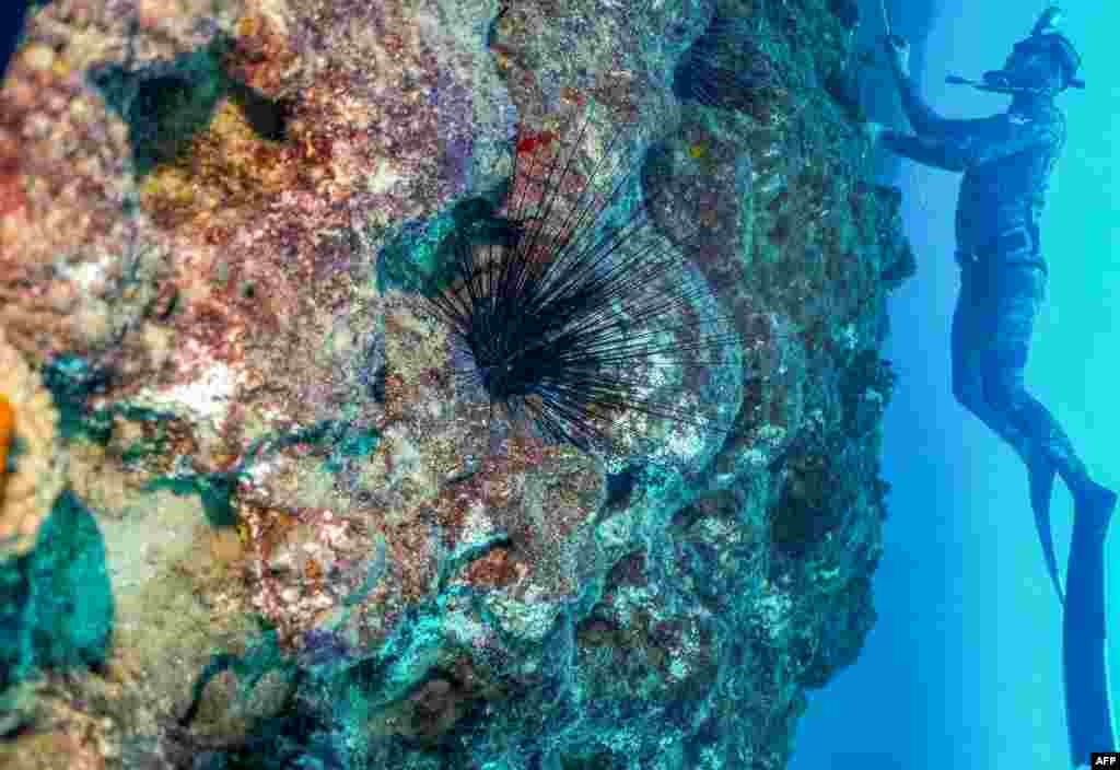 A freediver swims some 17 meters underwater past a Diadema setosum long-spined sea urchin, typically native to Indo-Pacific waters and currently invading the eastern Mediteranean sea, off the shore of Lebanon's northern coastal city of Qalamun.