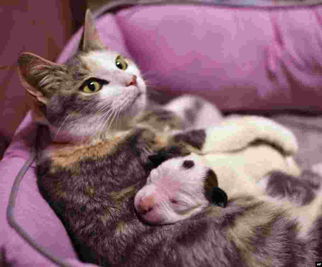 Lurleen, seekor kucing tampak menyusui Noland, seekor anak anjing, di Cleveland, Ohio, AS. Lurleen selain menyusui 4 ekor anaknya yang baru lahir juga menyusui Noland, yang ditinggal mati oleh induknya.