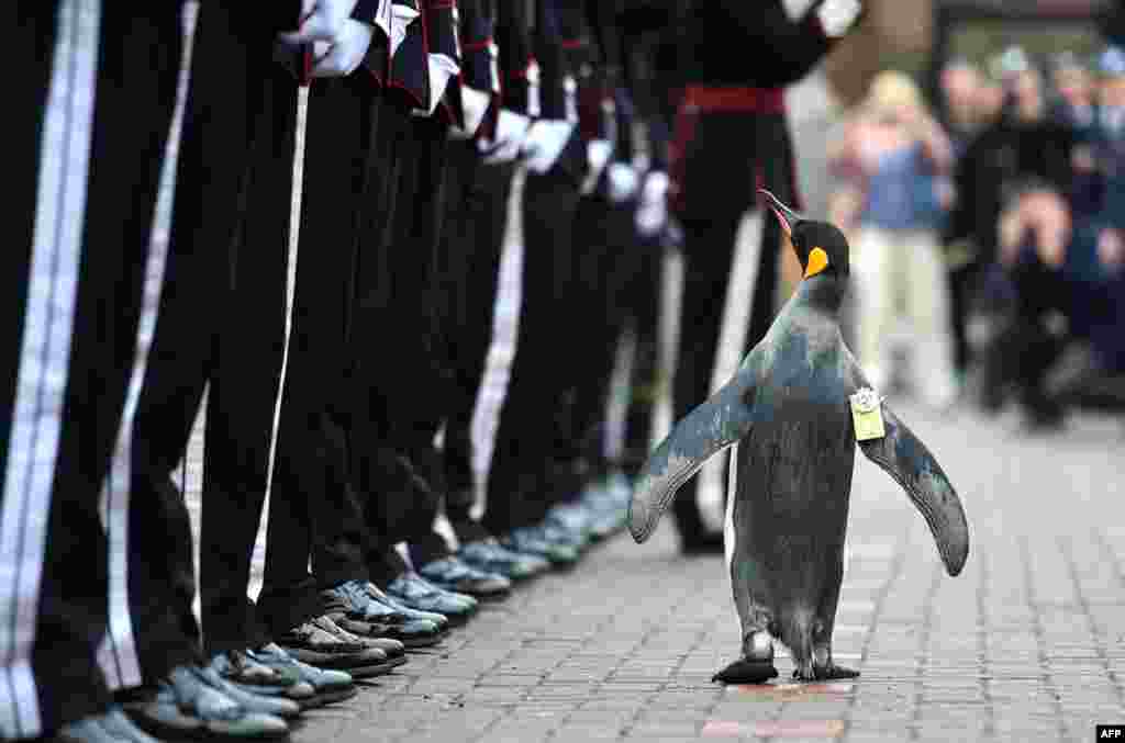Penguin bernama Nils Olav "memeriksa" pasukan kehormatan Norwegia di kebun binatang Edinburgh, Skotlandia.