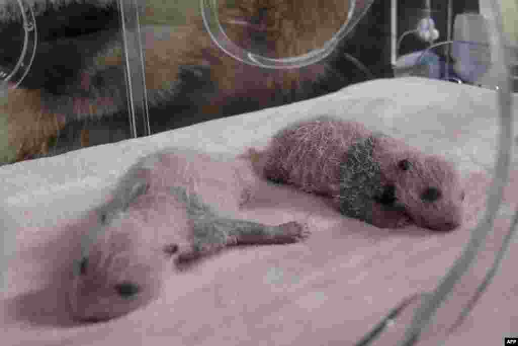 The two panda cub twins, about 11 days old and named Fleur de Coton, left, and Petite Neige, sleep inside an incubator at The Beauval Zoo in Saint-Aignan-sur-Cher, central France.