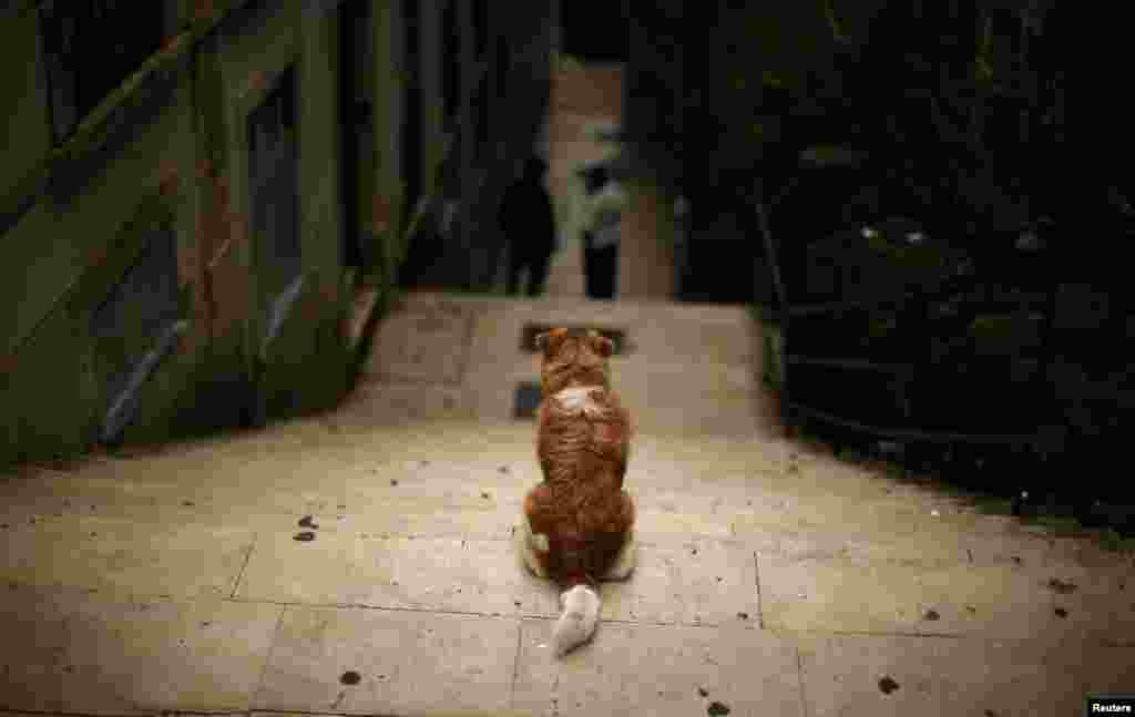 Seekor anjing berdiri di tangga di sebuah permukiman di Alfama, Lisabon, Portugal.