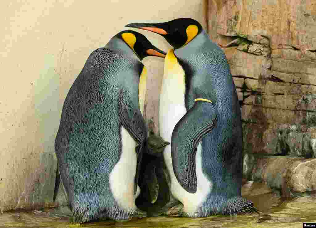 Dua penguin bersama seekor anak penguin di kebun binatang Schoenbrunn, Wina, Austria.