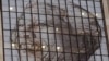 A portrait of Nelson Mandela is displayed on the windows of a building on his 95th birthday, Cape Town, South Africa, Thursday, July 18, 2013.
