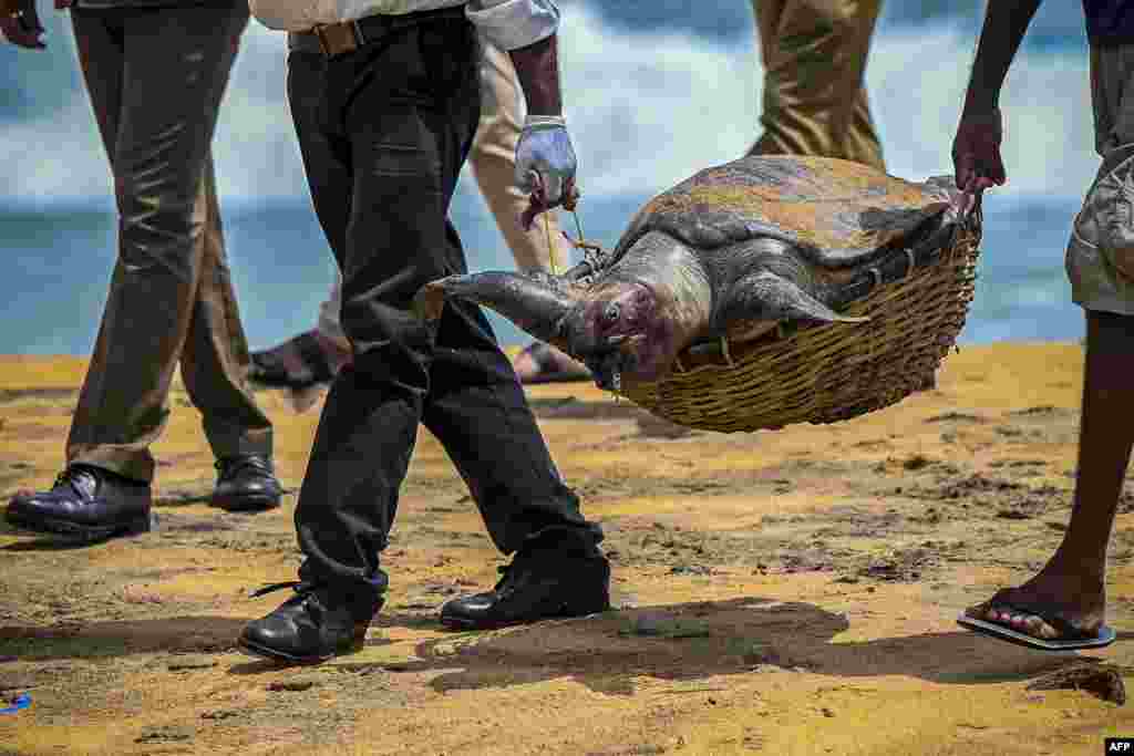 Wildlife officials carry away the carcass of a turtle that was washed ashore at the beach of Angulana, south of Sri Lanka's capital Colombo.