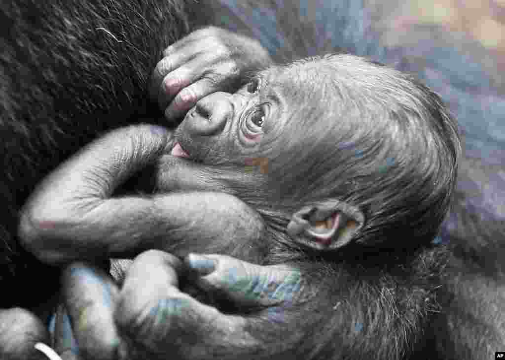 Bayi gorilla yang berusia 6 hari dalam gendongan induknya, Shira, di kebun binatang Frankfurt, Jerman.