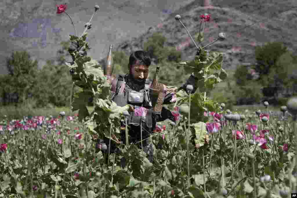 Polisi Afghanistan yang bersenjata lengkap memusnahkan ladang opium di distrik Noorgal, Provinsi Kunar, sebelah timur Kabul, Afghanistan.