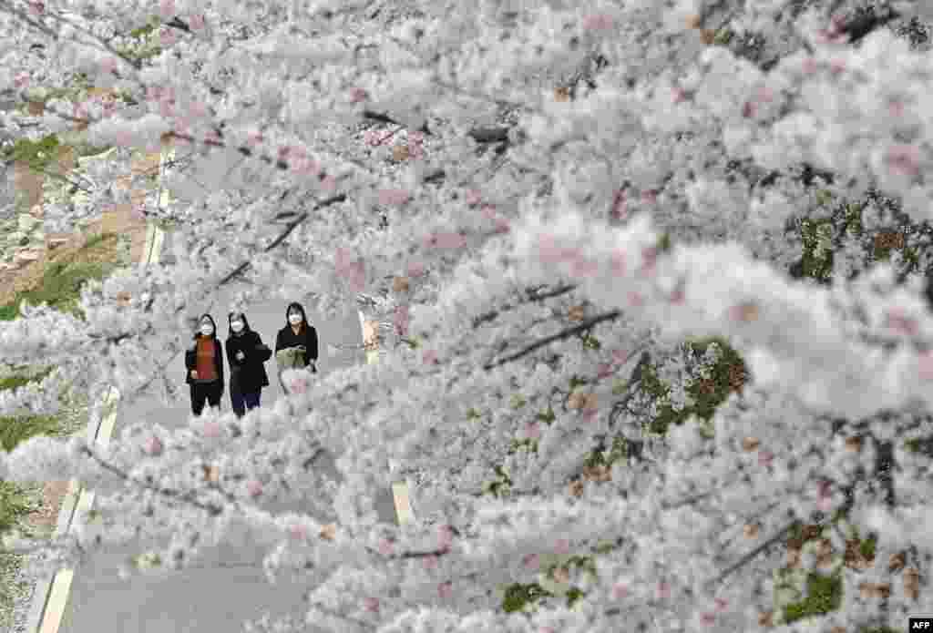 Visitors walk under cherry blossoms in full bloom at a park in Seoul.