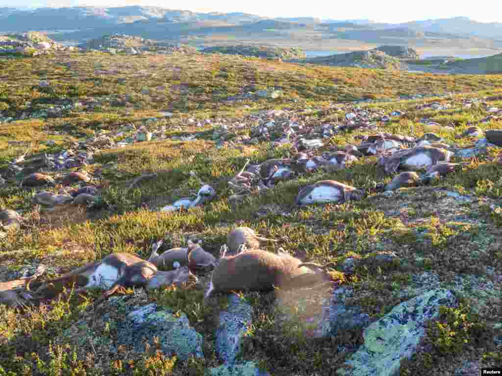 Lebih dari 300 ekor rusa liar tewas akibat tersambar petir di kota Hardangervidda, Norwegia.