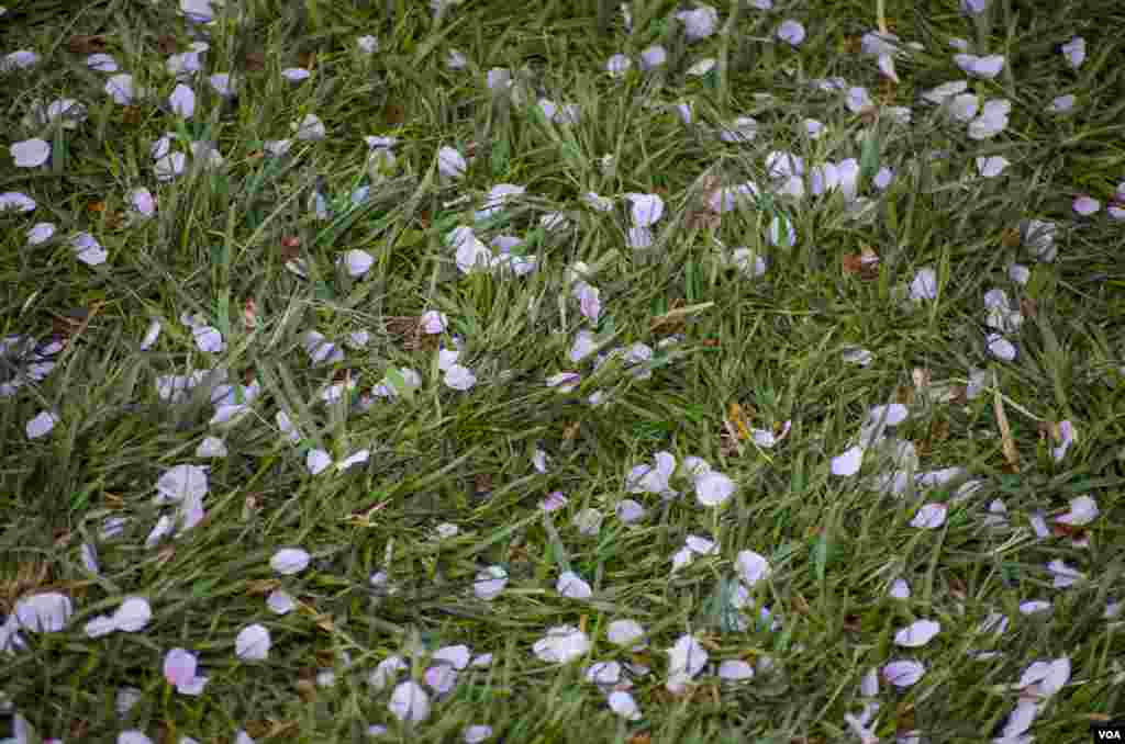 Cherry blossom petals adorn the lawn near the Tidal Basin. After the blossoms have reached their peak, a breeze can create a dramatic "snowstorm" of petals falling to the ground, Washington, DC, April 13, 2014. (Elizabeth Pfotzer/VOA)
