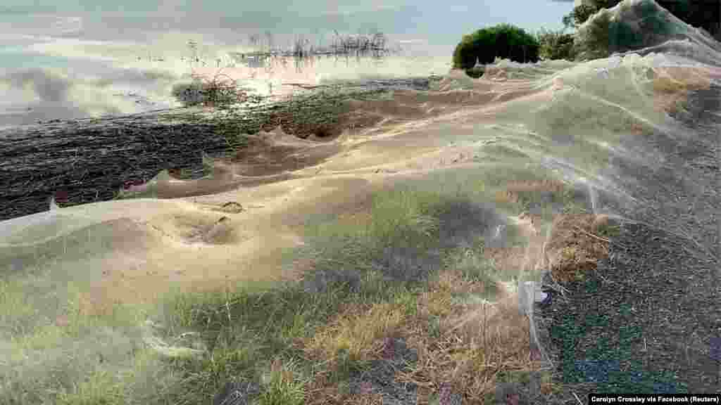 A still image from a social media video shows spiders' gossamer near wetlands in Gippsland, Victoria, Australia.