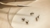 Mosquitoes are sorted at the Dallas County mosquito lab in Dallas, Aug. 16, 2012. 