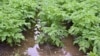 How to Garden When You Have Too Much Water 