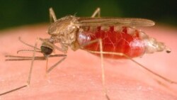 Aumentam as mortes por malária eno Namibe - 1:38