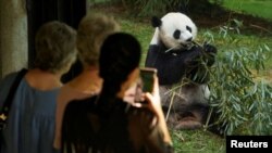 訪客在美國首都華盛頓的史密森尼國家動物園觀賞熊貓。（路透社資料圖）