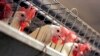 Kenyan Animal Lobby Groups Campaign Against Chicken Caging