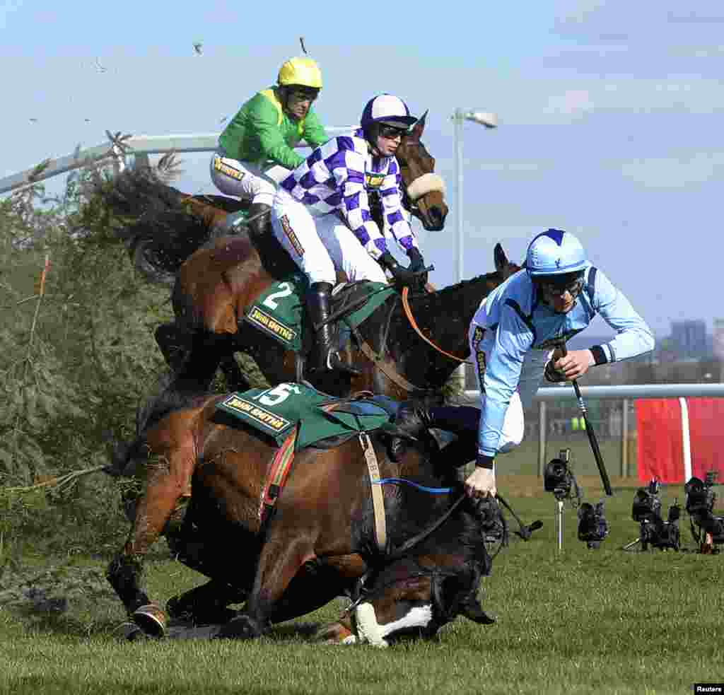 Joki Ben Crawford terjatuh dari kudanya 'Paddy Mourne' dalam lomba balap kuda Hunters Fox Steeple Chase di kota Aintree, Inggris utara.