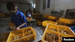 Workers vaccinate chicks with the H9 bird flu vaccine at a farm in Changfeng county