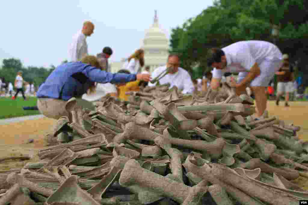 Para tenaga sukarela memilih tulang-tulang simbolis untuk dipasang pada instalasi "Sejuta Tulang" di taman National Mall, Washington DC (8/6). (VOA/Jill Craig)