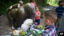 A boy brings flowers to put beside a statue of a gorilla outside the shuttered Gorilla World exhibit at the Cincinnati Zoo & Botanical Garden, May 30, 2016, in Cincinnati. 